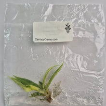 Load image into Gallery viewer, Philodendron Tortum variegated tissue culture 2DayAir
