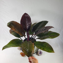 Load image into Gallery viewer, Philodendron Black Cardinal, Exact Plant X-Large
