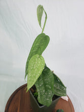 Load image into Gallery viewer, Anthurium Sp. Limon, Exact Plant 4 stem plant
