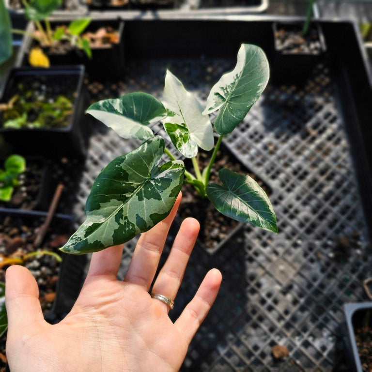 Alocasia Odora, Okinawa Silver, Exact Plant Variegated