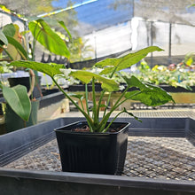 Load image into Gallery viewer, Syngonium Green Splash, Exact Plant Variegated Ships Nationwide
