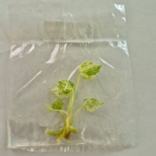 Load image into Gallery viewer, Anthurium Hookeri Pink Variegated tissue culture 2DayAir

