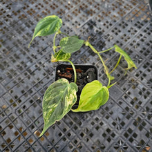 Load image into Gallery viewer, Philodendron Hederaceum Micans Aurea, Exact Plant Variegated Ships Nationwide
