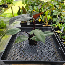 Load image into Gallery viewer, Philodendron Royal Queen, Exact Plant Ships Nationwide
