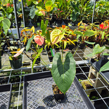 Load image into Gallery viewer, Anthurium Peppermint Splash, Shibori AFF, speckled exact plant, Fedex 2day*
