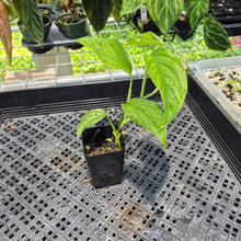 Load image into Gallery viewer, Monstera Acacoyaguensis 2.5" pot, Fedex 2day*
