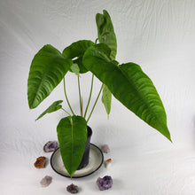 Load image into Gallery viewer, Anthurium Veitchii Narrow Form, Exact Plant x hybrid noid
