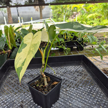 Load image into Gallery viewer, Philodendron Ilsemanii, Exact Plant Variegated Ships Nationwide
