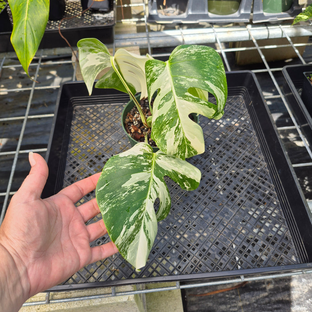 Monstera Borsigiana Albo Deliciosa, Exact Plant Variegated Ships Nationwide