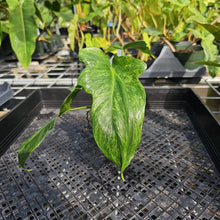 Load image into Gallery viewer, Philodendron Minarum 'Lime Fiddle' 2.5" pot, Fedex 2day*
