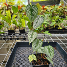 Load image into Gallery viewer, Philodendron Sodiroi True Form, Exact Plant Ships Nationwide
