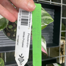 Load image into Gallery viewer, Philodendron White Princess Variegated exact plant, Fedex 2day*
