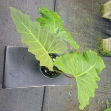 Load image into Gallery viewer, Philodendron Corsinianum, Exact Plant Ships Nationwide
