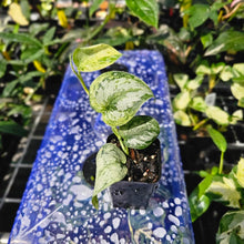 Load image into Gallery viewer, Scindapsus Peasun, Exact Plant Variegated Ships Nationwide
