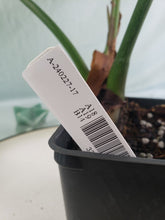 Load image into Gallery viewer, Philodendron Gloriosum, Pink Veined Back, Exact Plant
