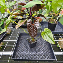 Load image into Gallery viewer, Anthurium Moodeanum, Exact Plant
