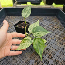 Load image into Gallery viewer, Philodendron Hederaceum, Heart Leaf, Exact Plant Variegated Ships Nationwide
