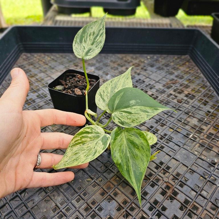 Philodendron Hederaceum, Heart Leaf, Exact Plant Variegated Ships Nationwide