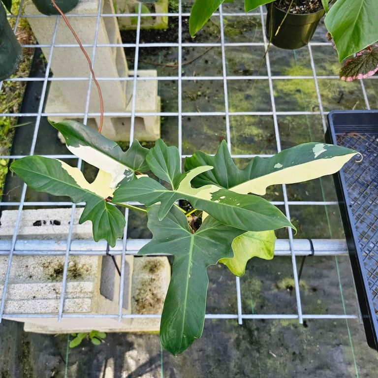 Philodendron Golden Dragon, Exact Plant Variegated