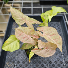 Load image into Gallery viewer, Syngonium Pink Spot, Exact Plant Variegated Ships Nationwide
