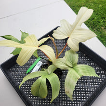 Load image into Gallery viewer, Philodendron Florida Ghost, Exact Plant Ships Nationwide
