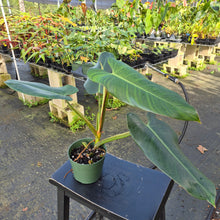 Load image into Gallery viewer, Philodendron Sagittifolium, Tuxtlanum Rubra 6" pot, Fedex 2day

