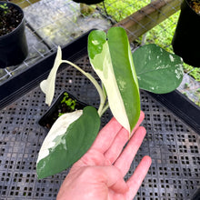 Load image into Gallery viewer, Syngonium Chiapense, Exact Plant Variegated Ships Nationwide
