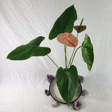 Load image into Gallery viewer, Anthurium Shibori, Exact Plant Variegated
