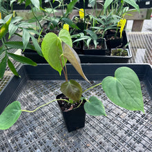 Load image into Gallery viewer, Anthurium Red Beauty, Exact Plant Ships Nationwide
