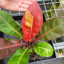 Load image into Gallery viewer, Philodendron Red Moon. not Yellow Flame, Exact Plant Variegated
