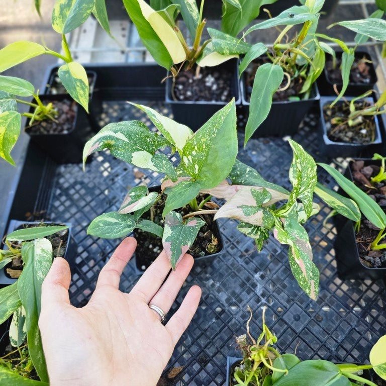 Syngonium Red Spot Tricolor, Exact Plant Variegated Ships Nationwide