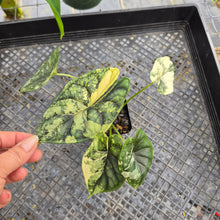 Load image into Gallery viewer, Alocasia dragon scale albo Exact Plant Ships Nationwide

