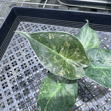 Load image into Gallery viewer, Alocasia Wentii Pink Splash Variegated 2.5" pot, Fedex 2day*
