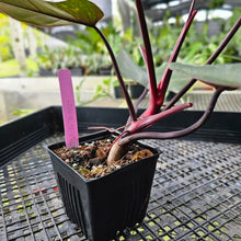 Load image into Gallery viewer, Philodendron Orange Princess, Exact Plant Variegated Ships Nationwide
