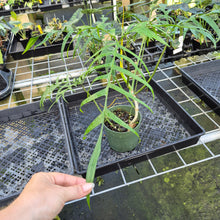 Load image into Gallery viewer, Philodendron Polypodoides exact plant, Fedex 2day*

