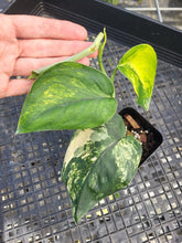 Load image into Gallery viewer, Scindapsus Jade Satin Aurea, Exact Plant Variegated Ships Nationwide
