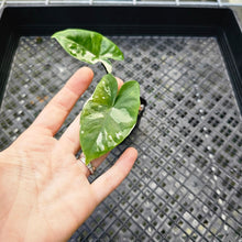 Load image into Gallery viewer, Alocasia Macrorhizza Black Stem, Exact Plant Variegated
