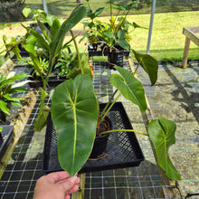 Load image into Gallery viewer, Philodendron Cordatum Kunth, Exact Plant
