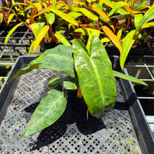 Load image into Gallery viewer, Philodendron Maximum 4" pot, Fedex 2day*
