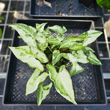 Load image into Gallery viewer, Syngonium Three Kings Magic Marble, Exact Plant Variegated Triple plant pot Ships Nationwide
