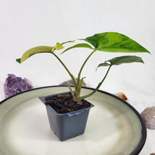 Load image into Gallery viewer, Syngonium Aurea, Exact Plant Variegated Ships Nationwide
