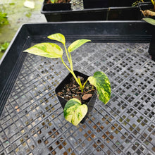 Load image into Gallery viewer, Epipremnum Pinnatum Sunburst, Exact Plant Variegated Ships Nationwide
