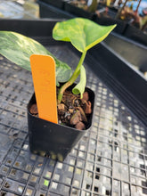 Load image into Gallery viewer, Scindapsus Jade Satin Aurea, Exact Plant Variegated Ships Nationwide
