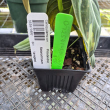 Load image into Gallery viewer, Philodendron Melanochrysum, Exact Plant Variegated Ships Nationwide
