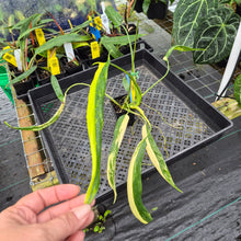 Load image into Gallery viewer, Philodendron Holtonianum Variegated, Exact Plant Ships Nationwide
