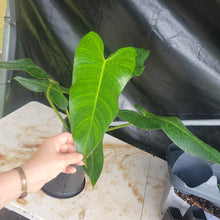 Load image into Gallery viewer, Philodendron Sagittifolium, Tuxtlanum Rubra 6" pot, Fedex 2day
