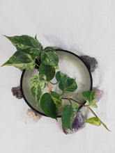 Load image into Gallery viewer, Philodendron Hederaceum, Heart Leaf, Exact Plant Variegated
