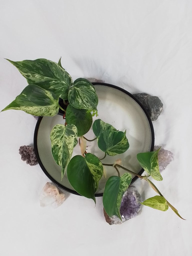Philodendron Hederaceum, Heart Leaf, Exact Plant Variegated