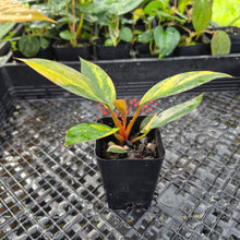 Load image into Gallery viewer, Philodendron Red Congo, Exact Plant Variegated Ships Nationwide
