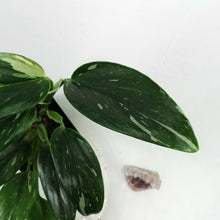 Load image into Gallery viewer, Variegated Monstera Standleyana Albo Shipped Nationwide
